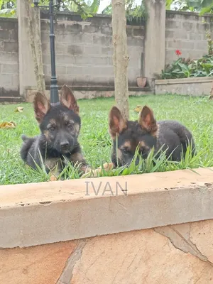 1-3 months Male Purebred German Shepherd