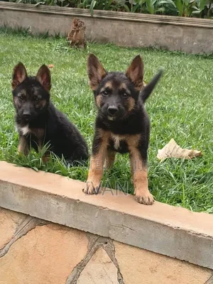 1-3 months Male Purebred German Shepherd