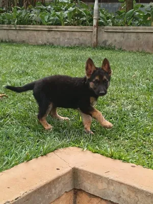 1-3 months Male Purebred German Shepherd