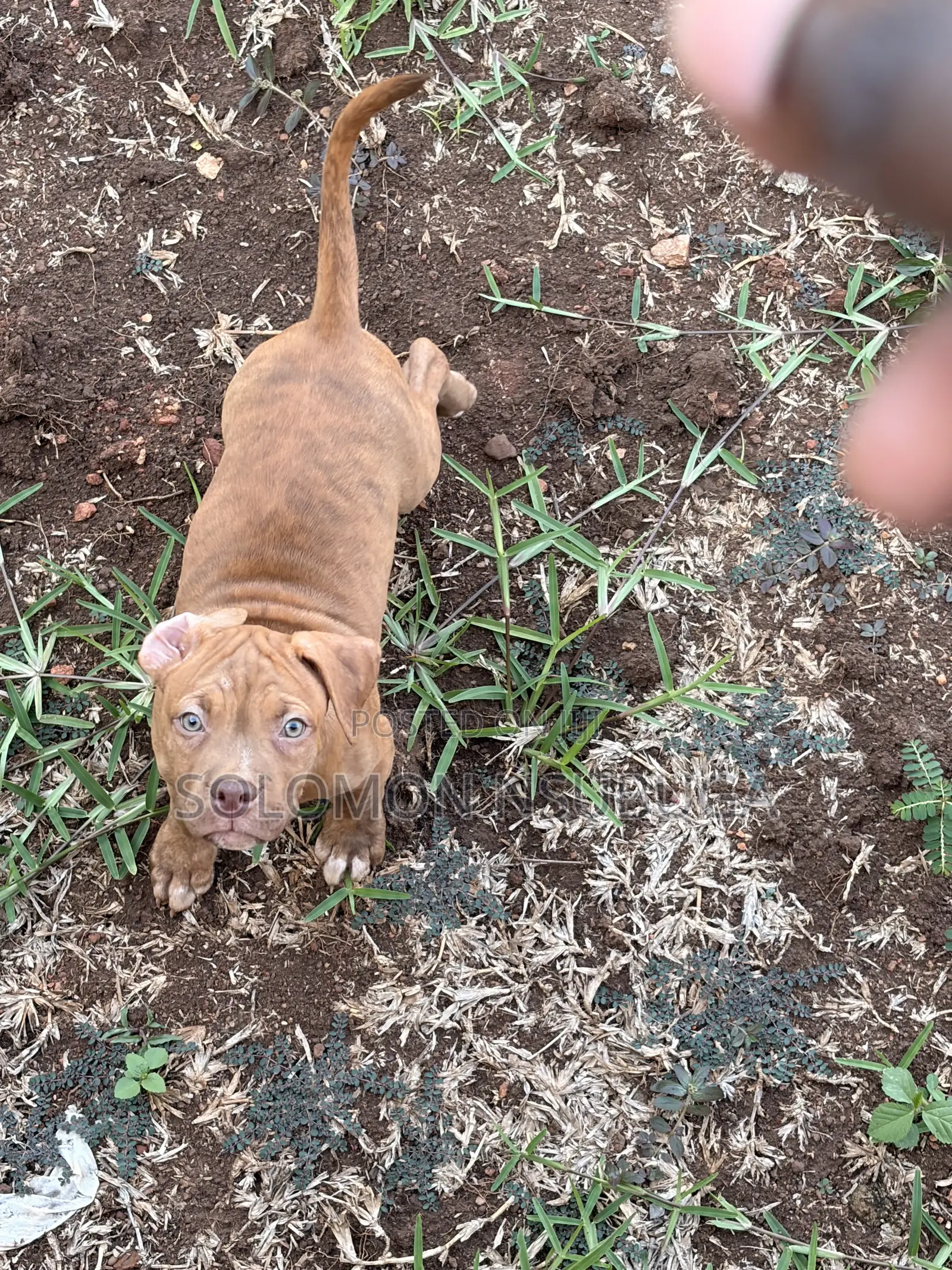 1-3 months Male Purebred American Pit Bull Terrier