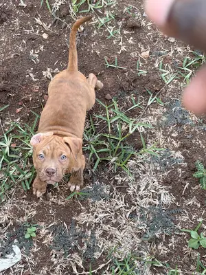 1-3 months Male Purebred American Pit Bull Terrier