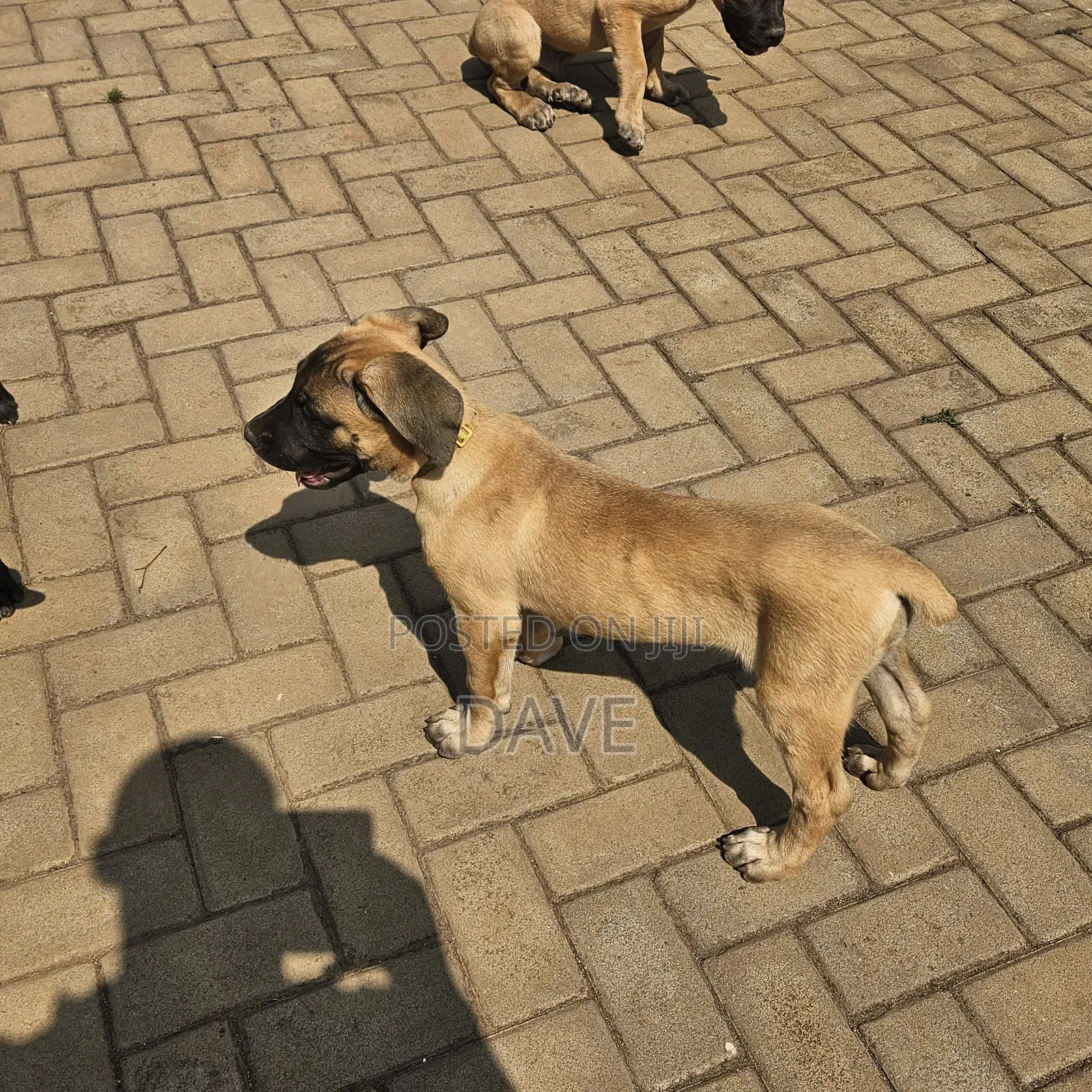 1-3 months Female Purebred Boerboel