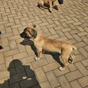 1-3 months Female Purebred Boerboel