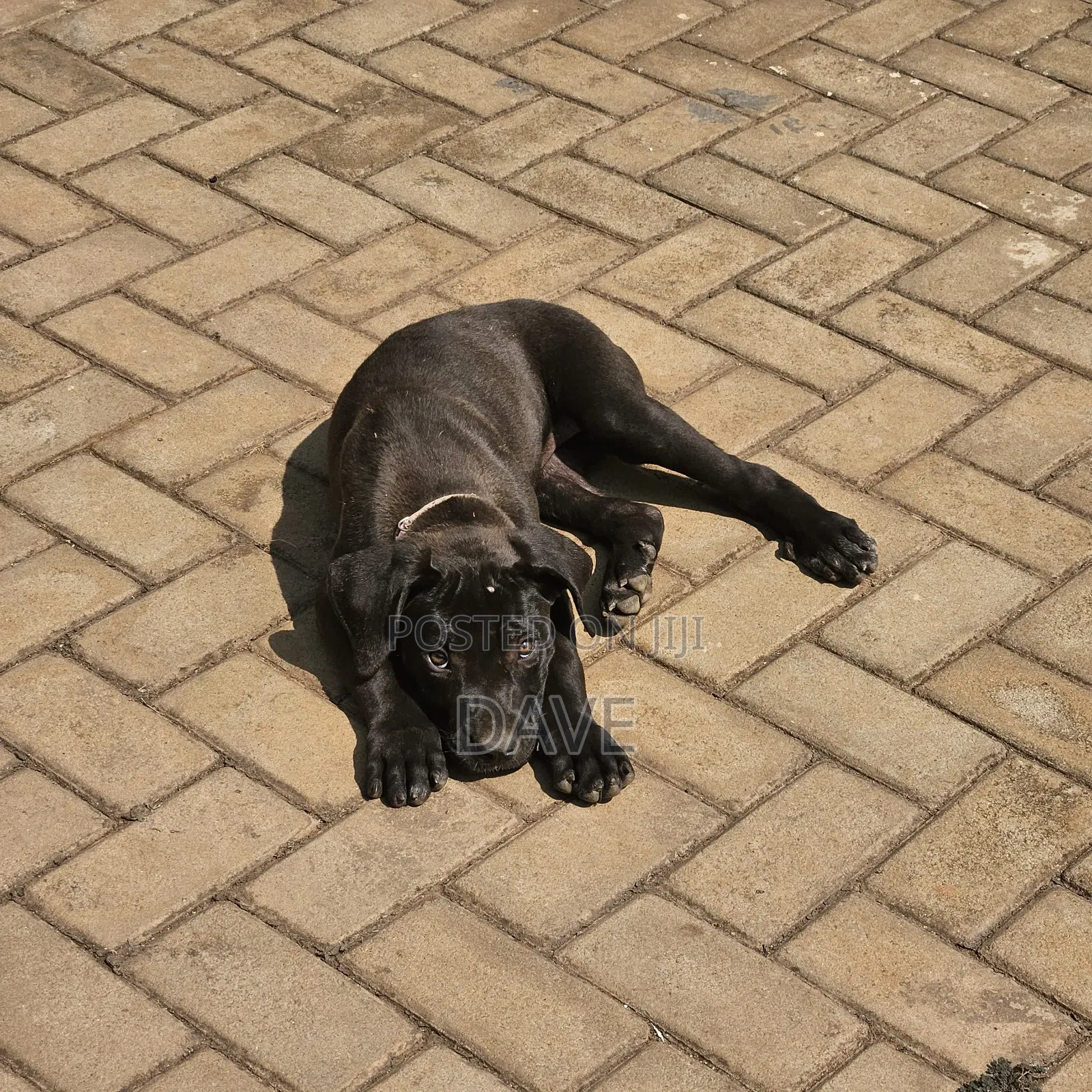 1-3 months Female Purebred Boerboel