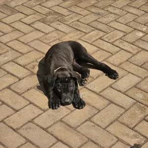 1-3 months Female Purebred Boerboel