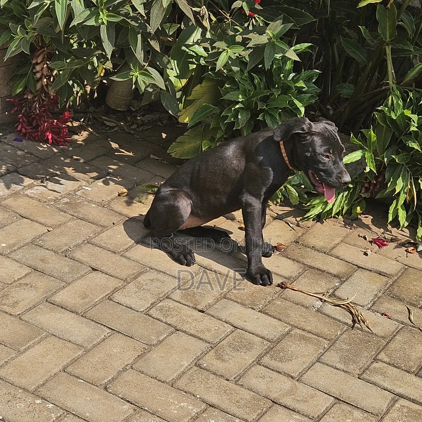 1-3 months Female Purebred Boerboel