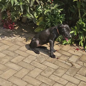 1-3 months Female Purebred Boerboel
