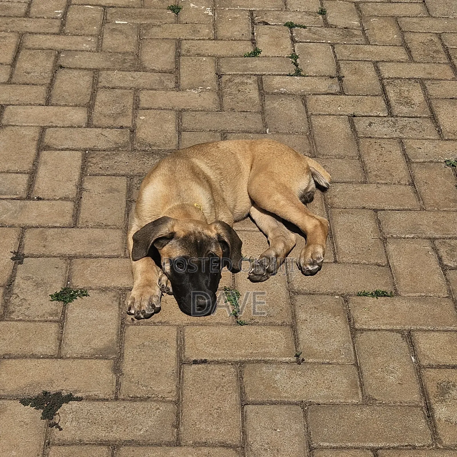 1-3 months Female Purebred Boerboel