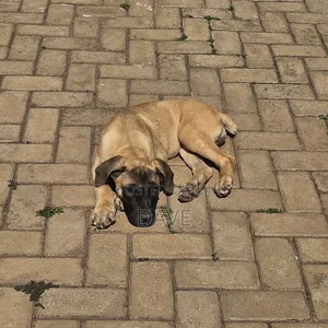 1-3 months Female Purebred Boerboel