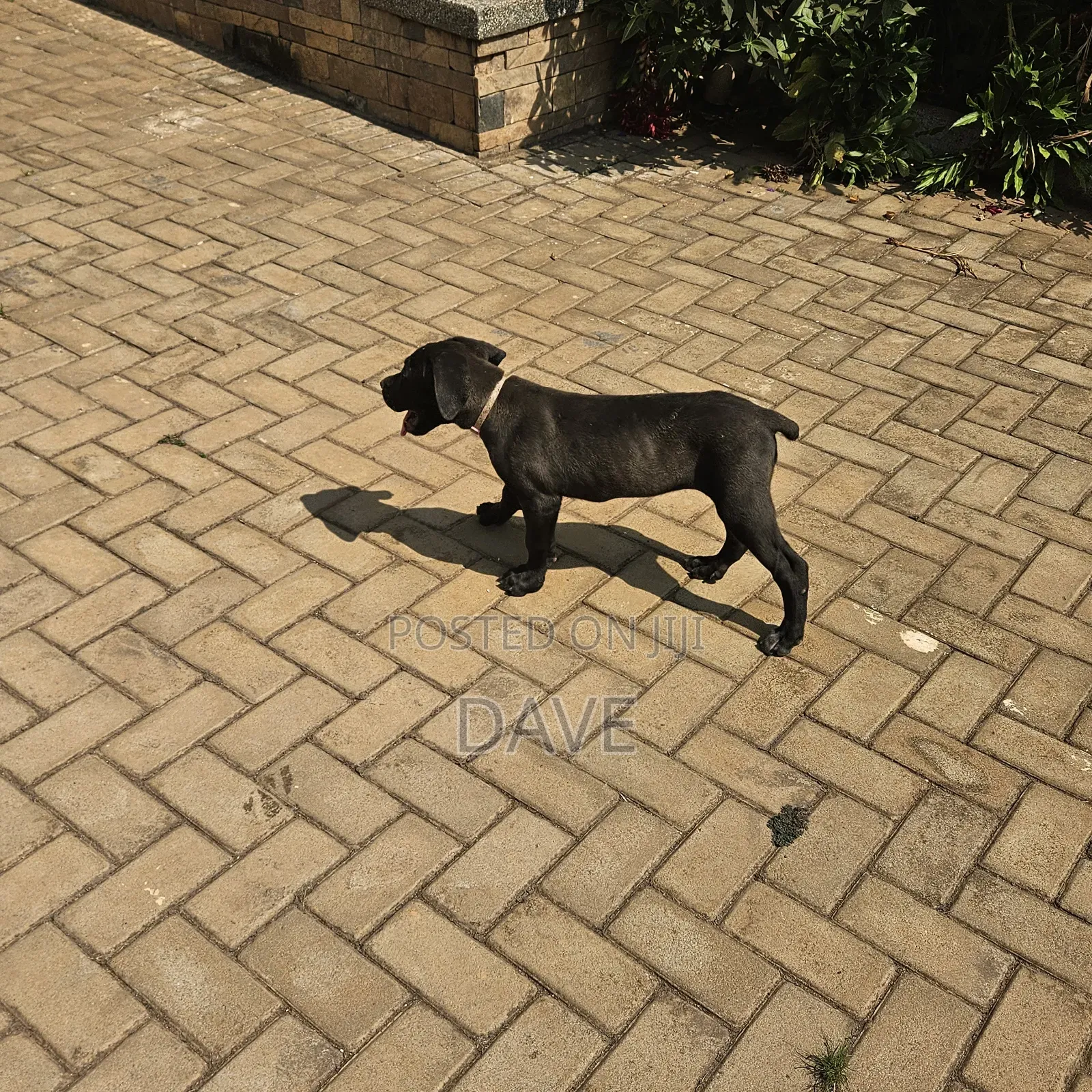 1-3 months Female Purebred Boerboel
