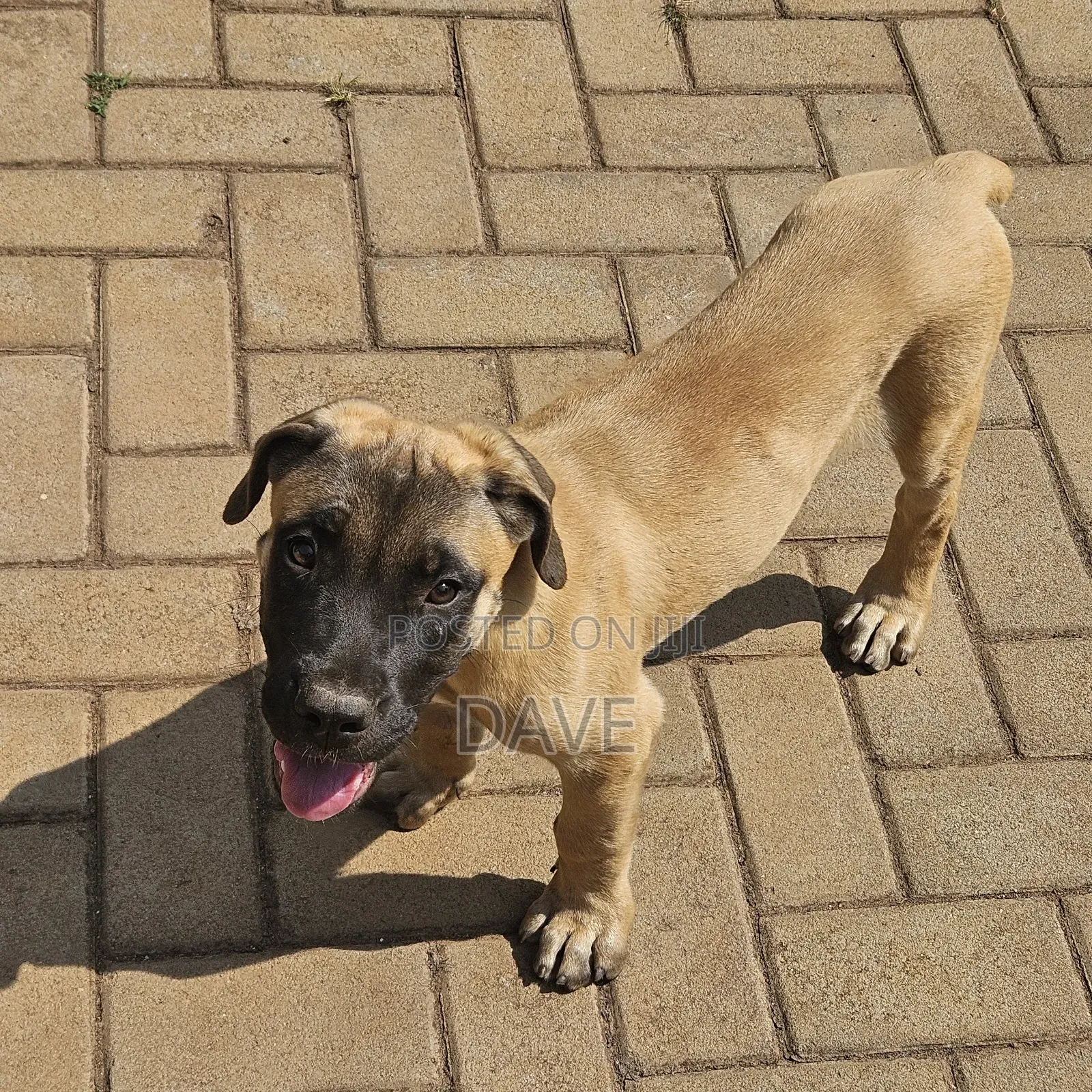 1-3 months Female Purebred Boerboel
