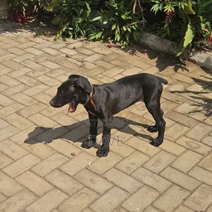1-3 months Female Purebred Boerboel