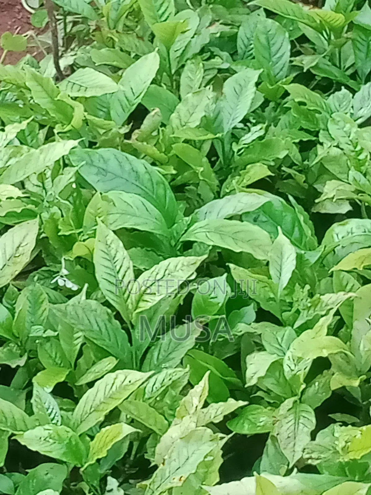 Home of Agriculture