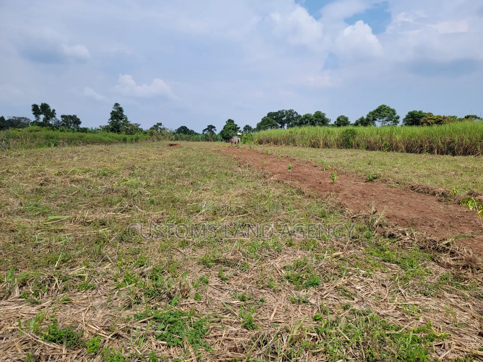 Maina Centre Mayuge Cheap Plots