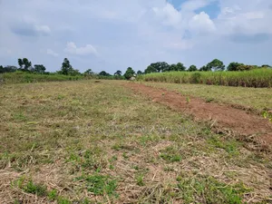 Maina Centre Mayuge Cheap Plots