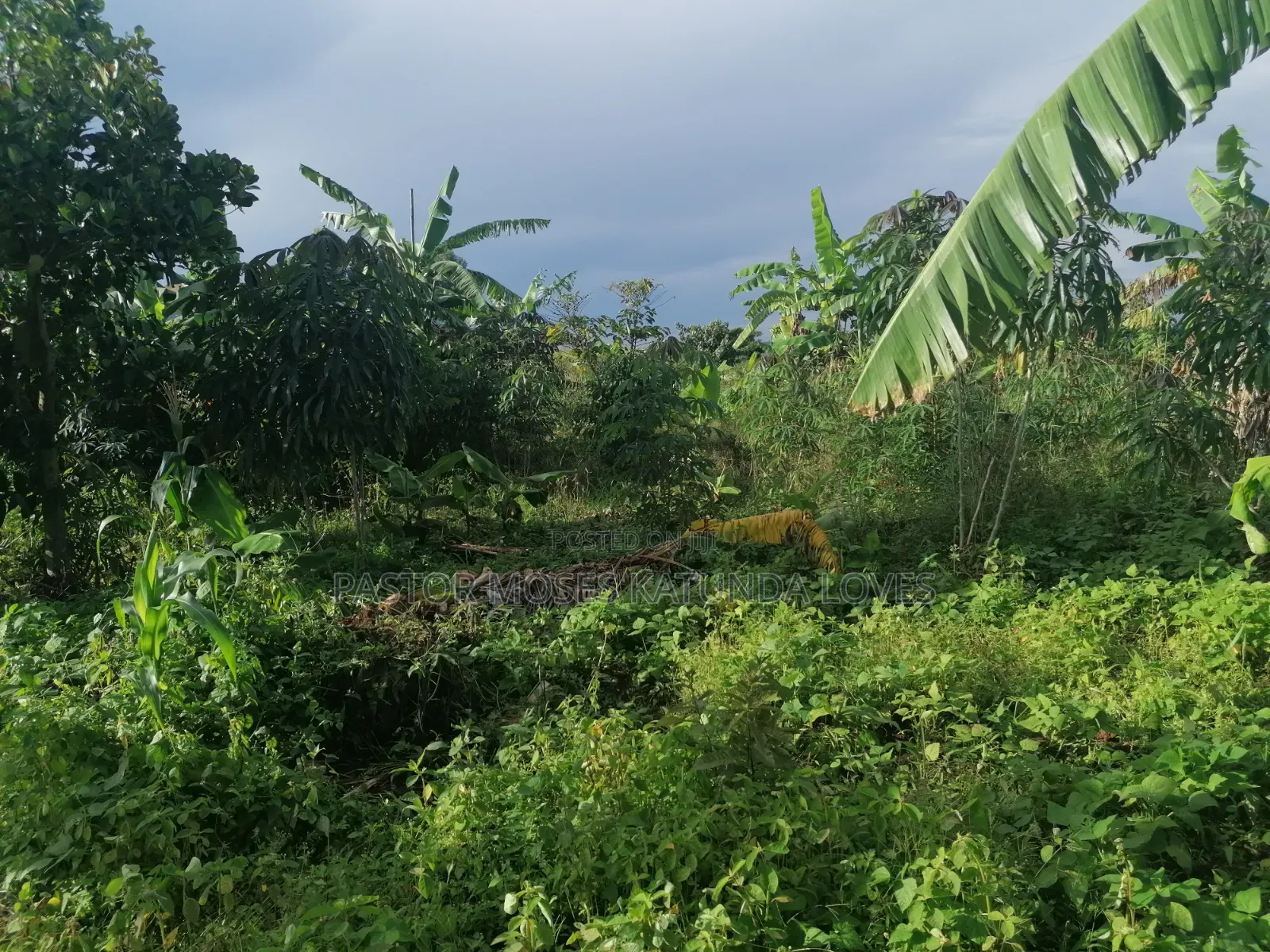 60 Decimals at Bukalango Hill Lugeye Hill View