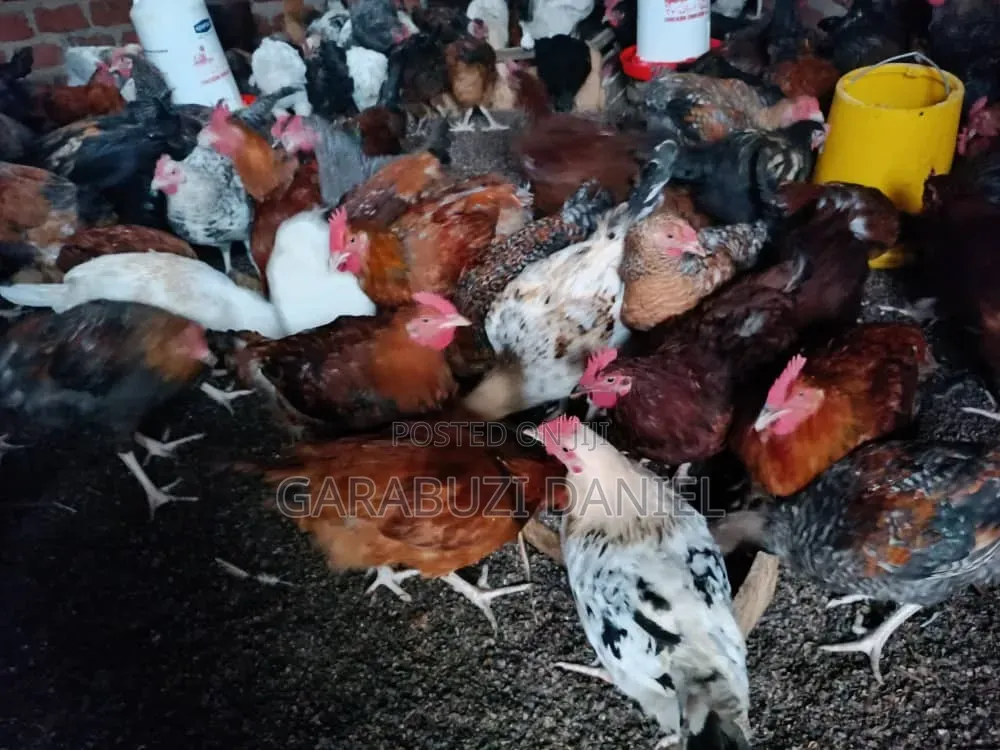 Roosters for Sell