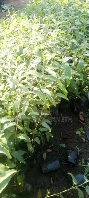 Lemon Eucalyptus
