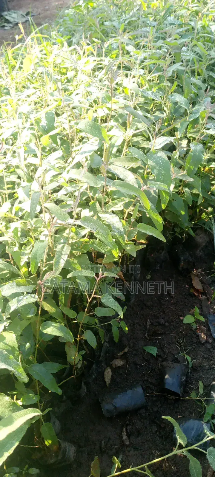 Lemon Eucalyptus