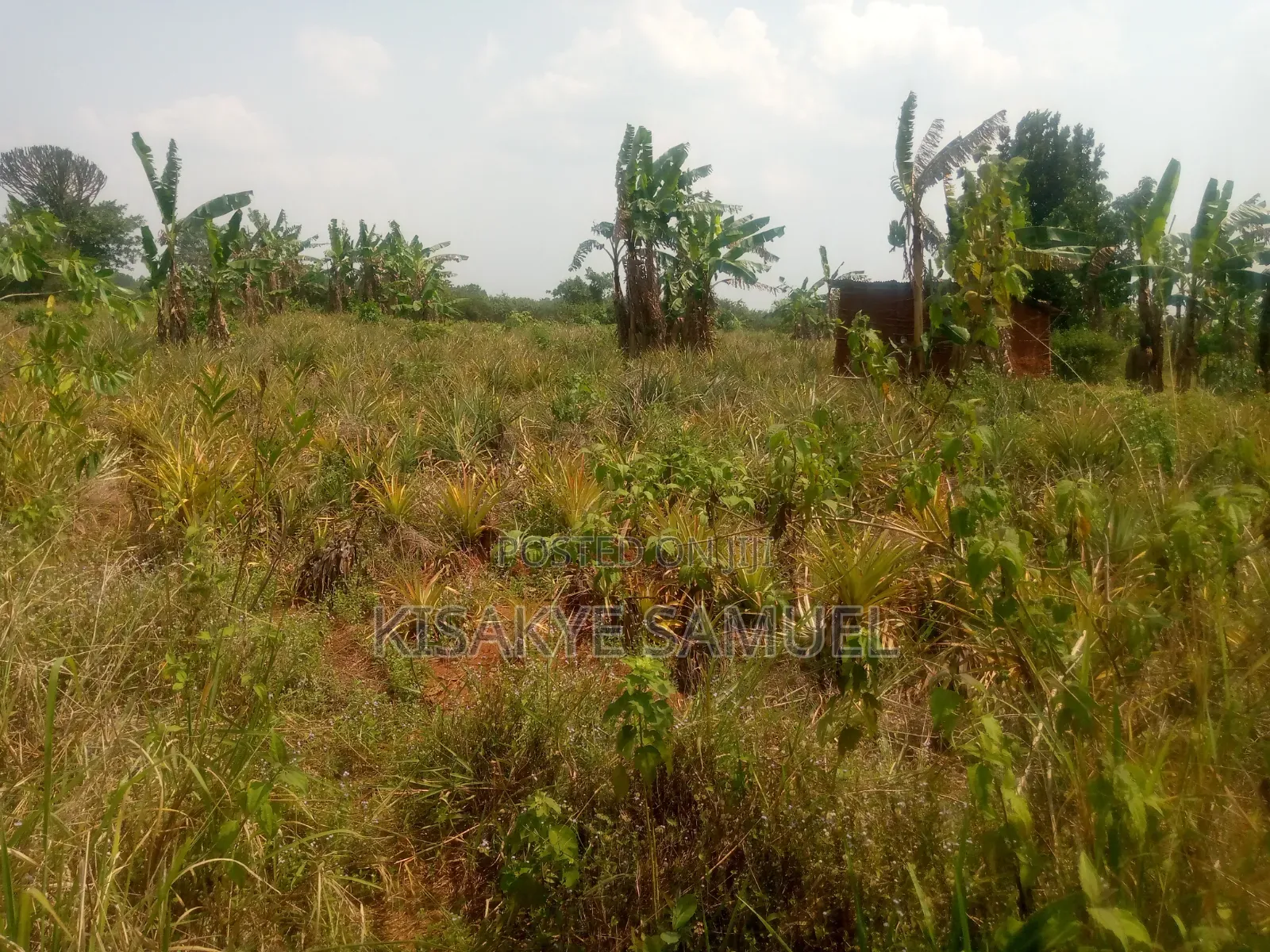 Land for Sale