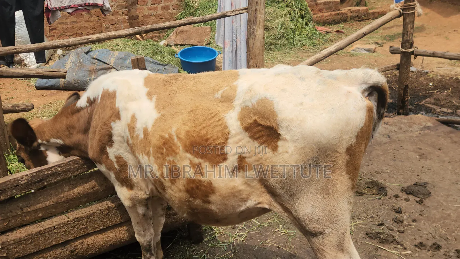 Dairy Guersensy on Sale