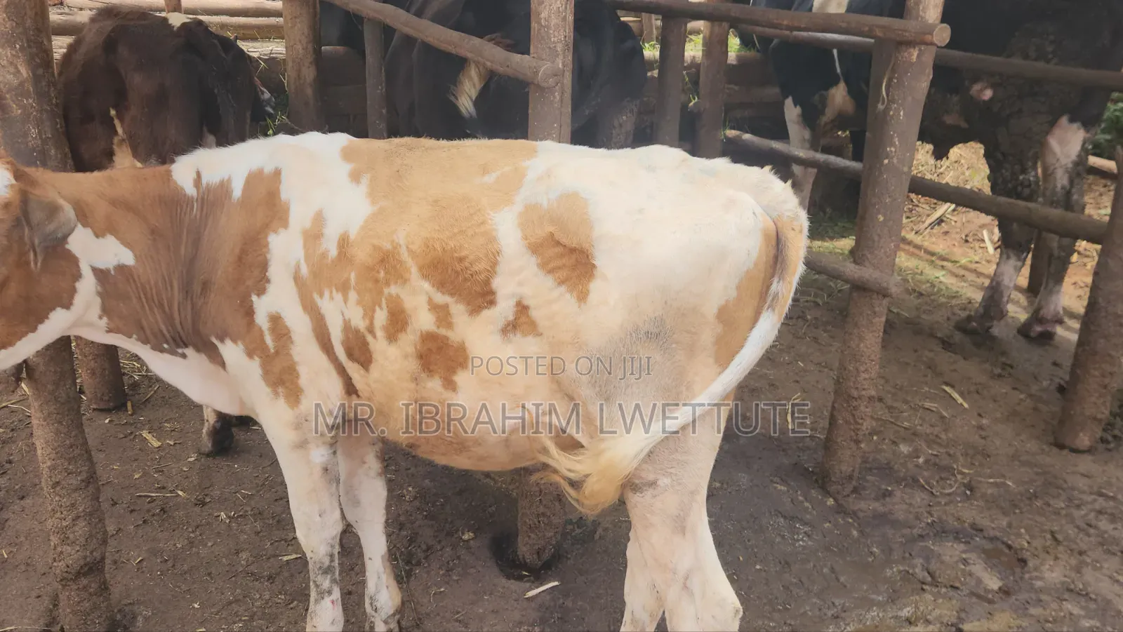 Dairy Guersensy on Sale