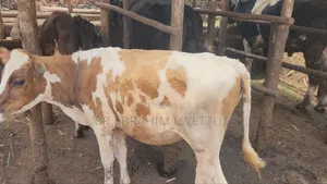 Dairy Guersensy on Sale