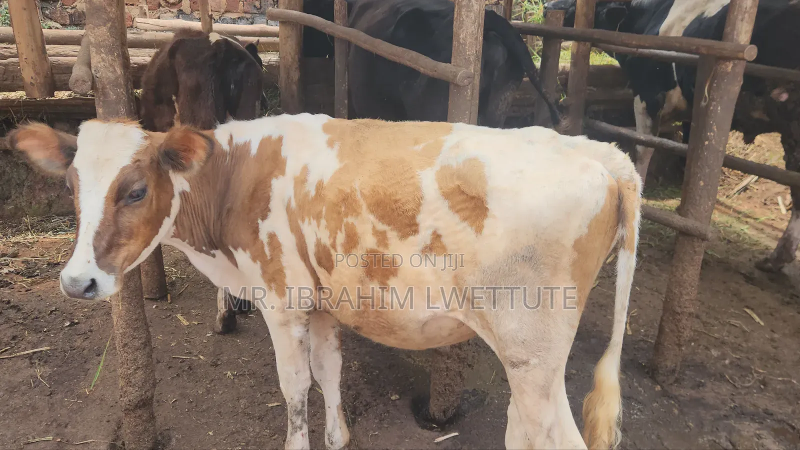 Dairy Guersensy on Sale