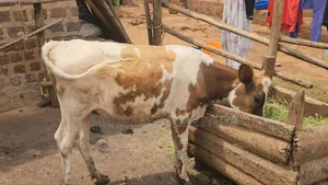 Dairy Guersensy on Sale