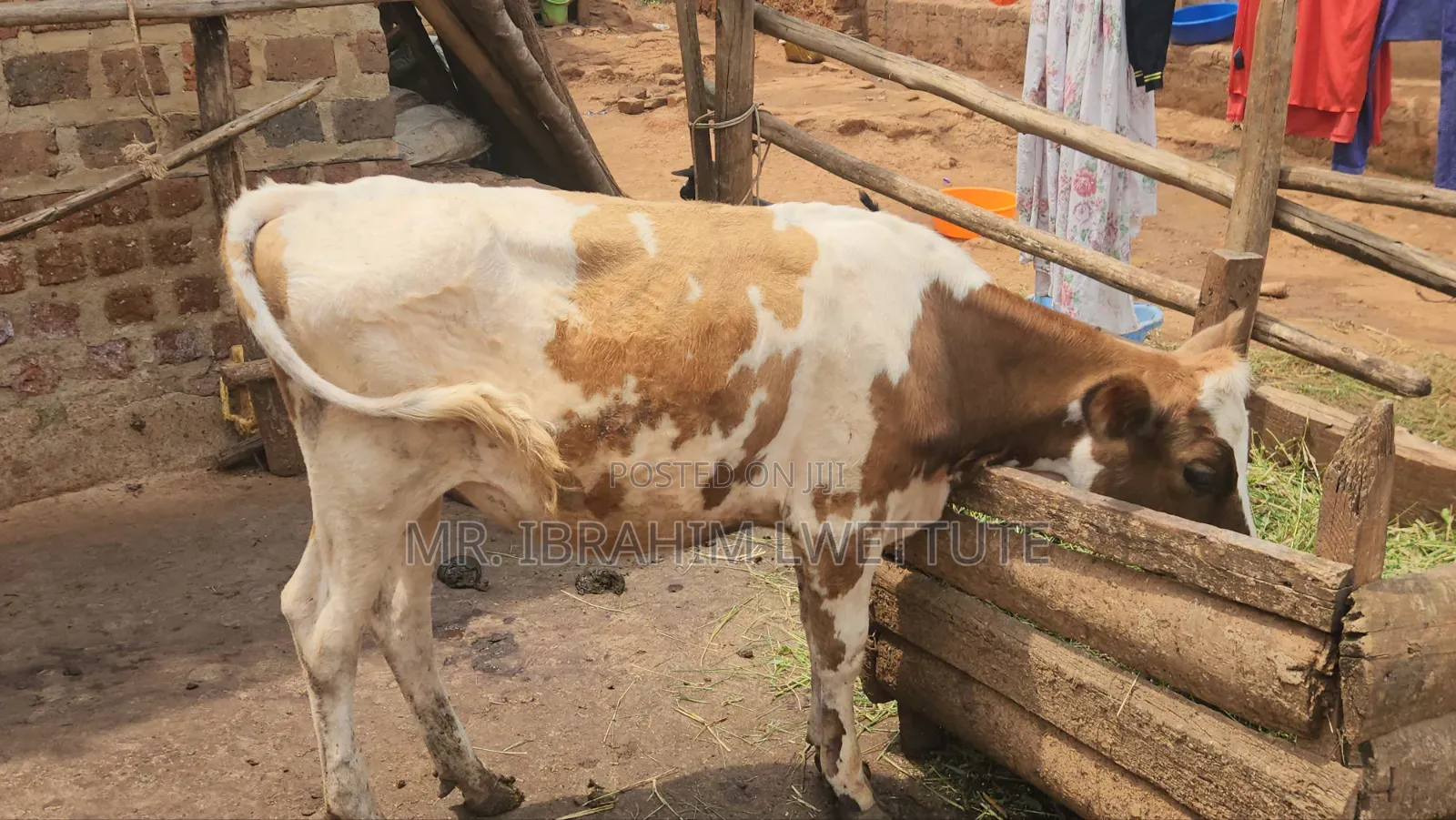 Dairy Guersensy on Sale
