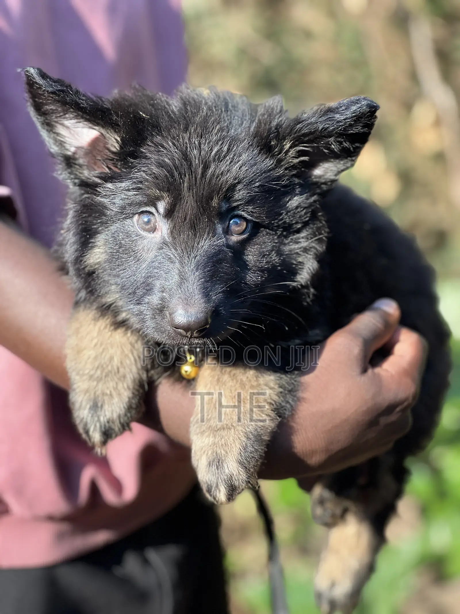 1-3 months Male Purebred German Shepherd