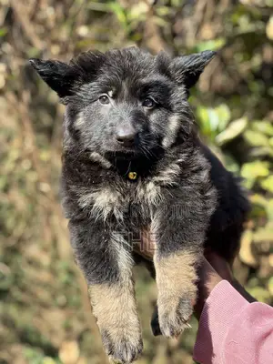 1-3 months Male Purebred German Shepherd