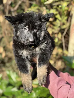 1-3 months Male Purebred German Shepherd