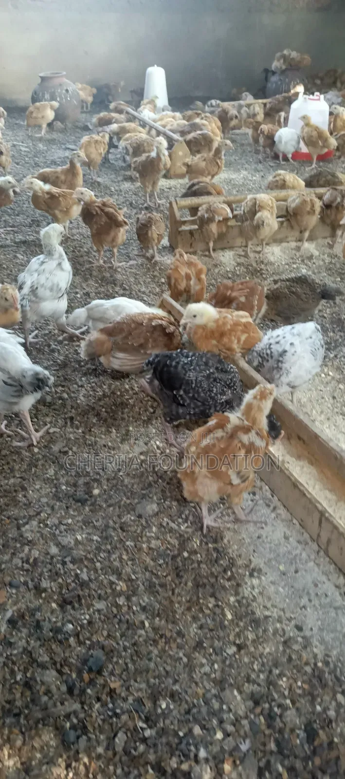 3 Weeks Old Chicks and One Month Chicks Available for Sale