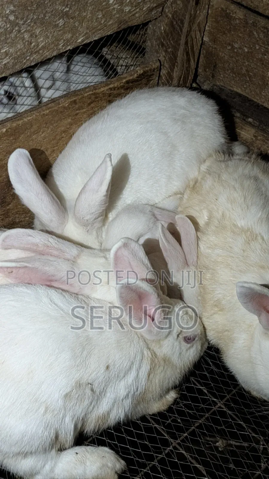 New Zealand White Rabbits