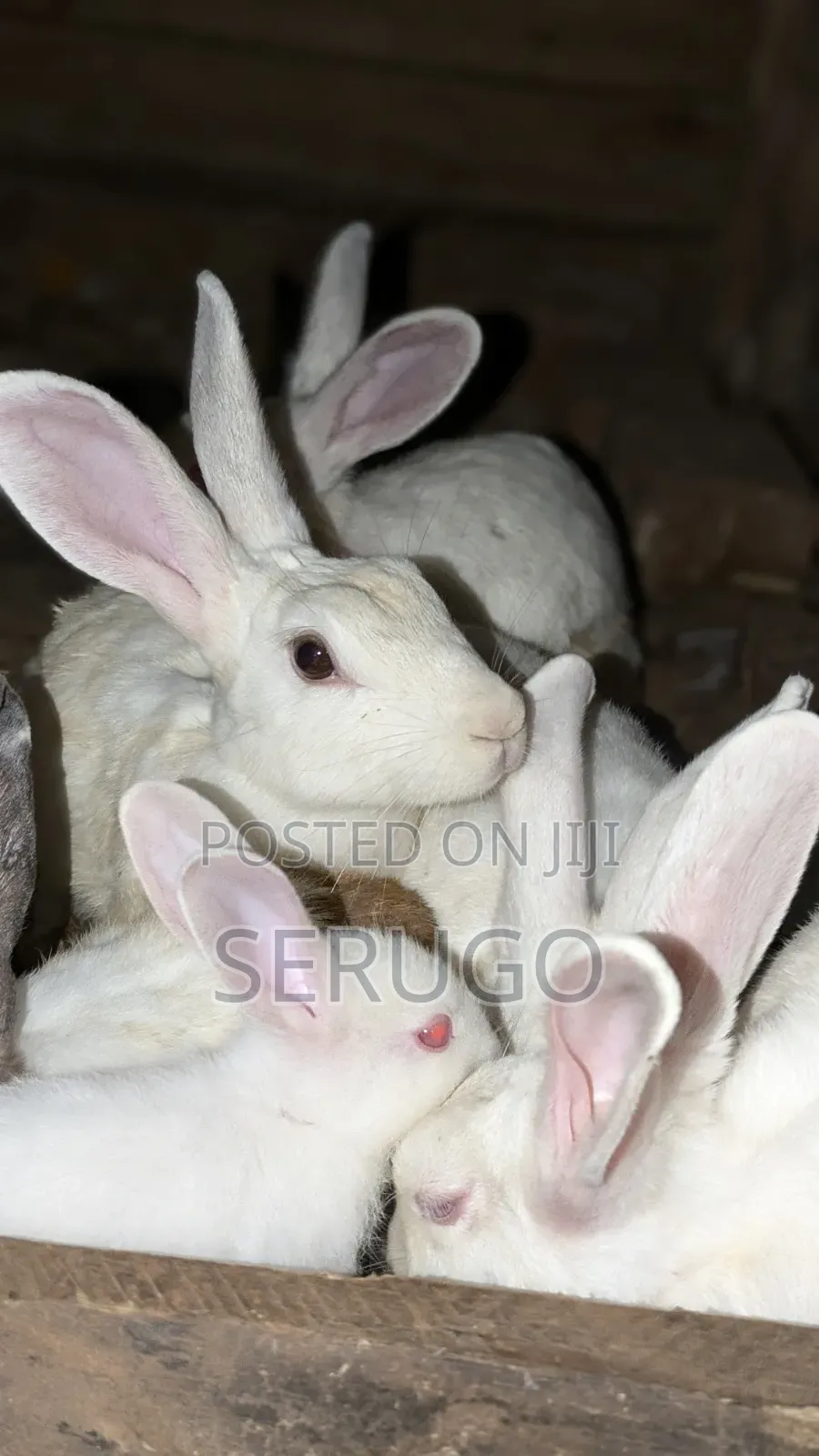 New Zealand White Rabbits