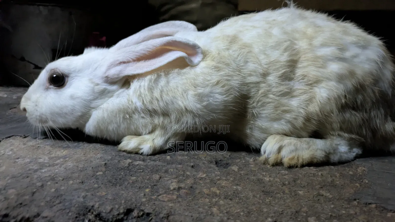 New Zealand White Rabbits