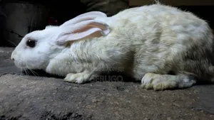 New Zealand White Rabbits