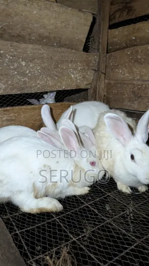 New Zealand White Rabbits