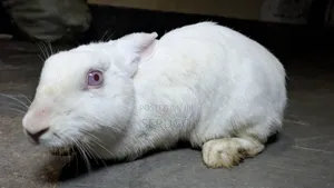 New Zealand White Rabbits