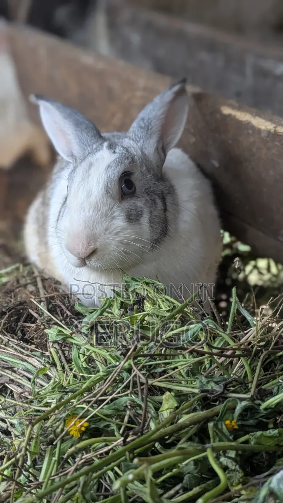New Zealand White Rabbits