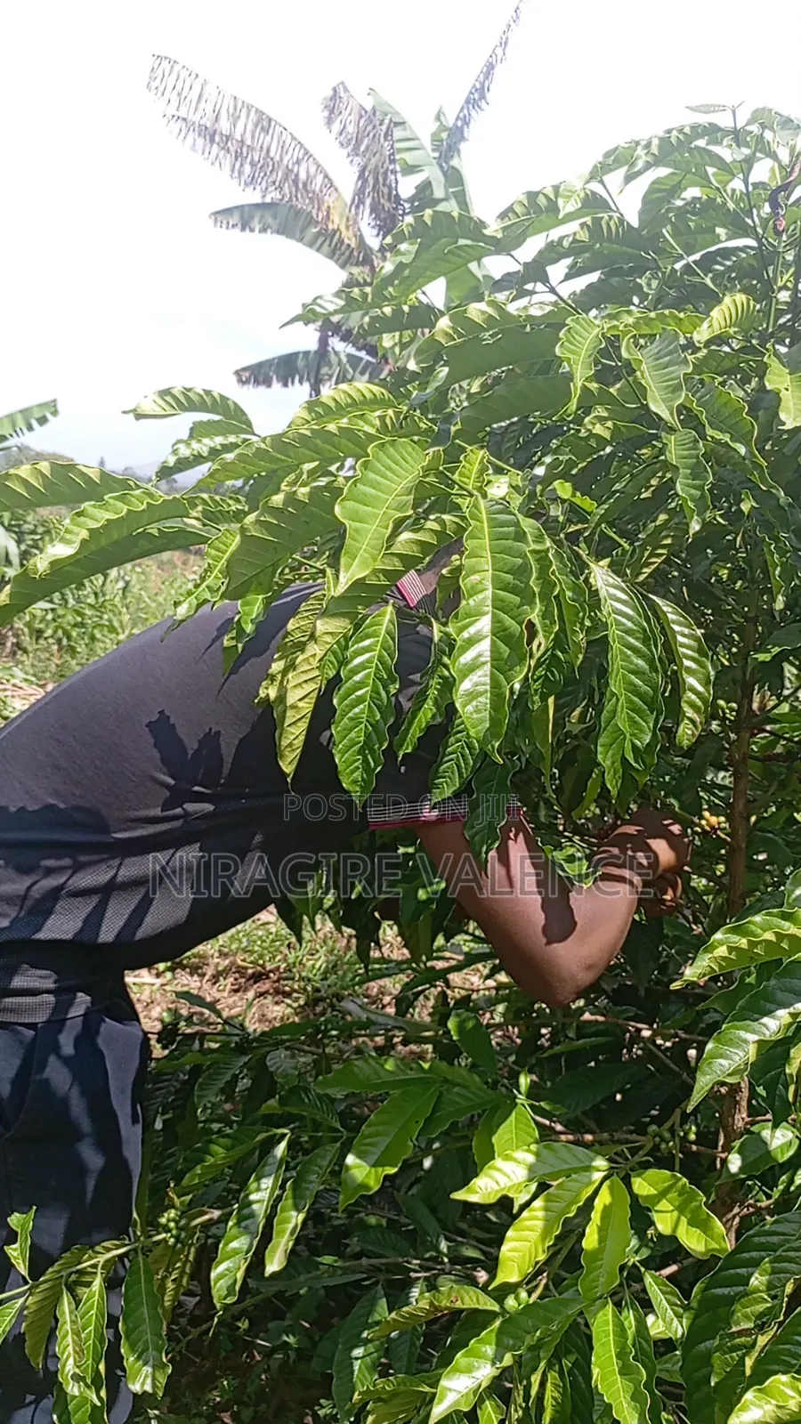 3 Acre Coffee Land