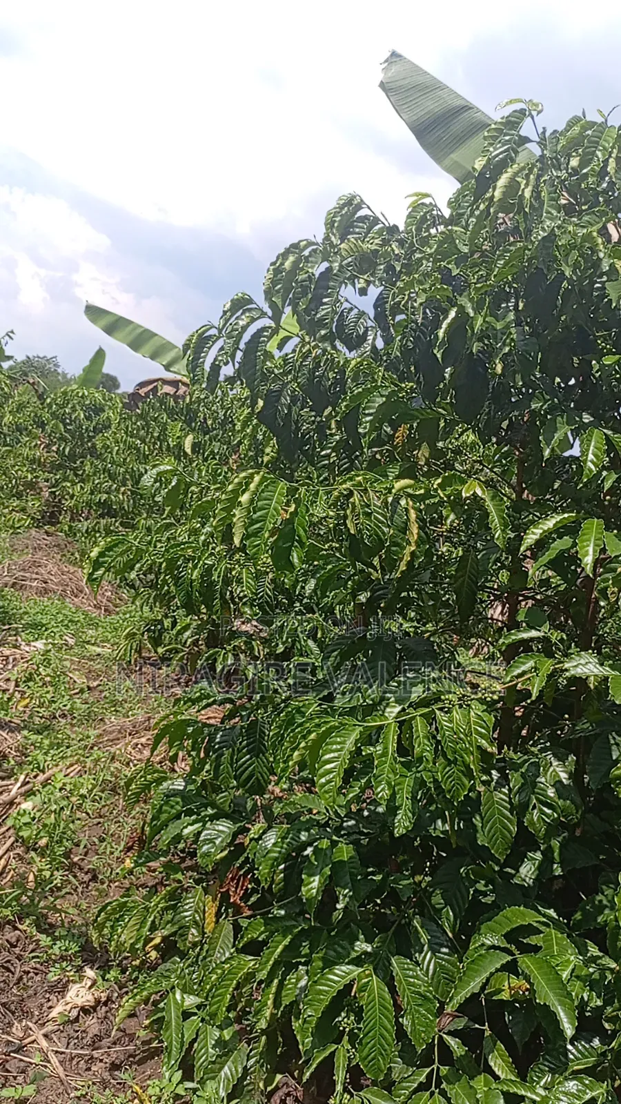 3 Acre Coffee Land