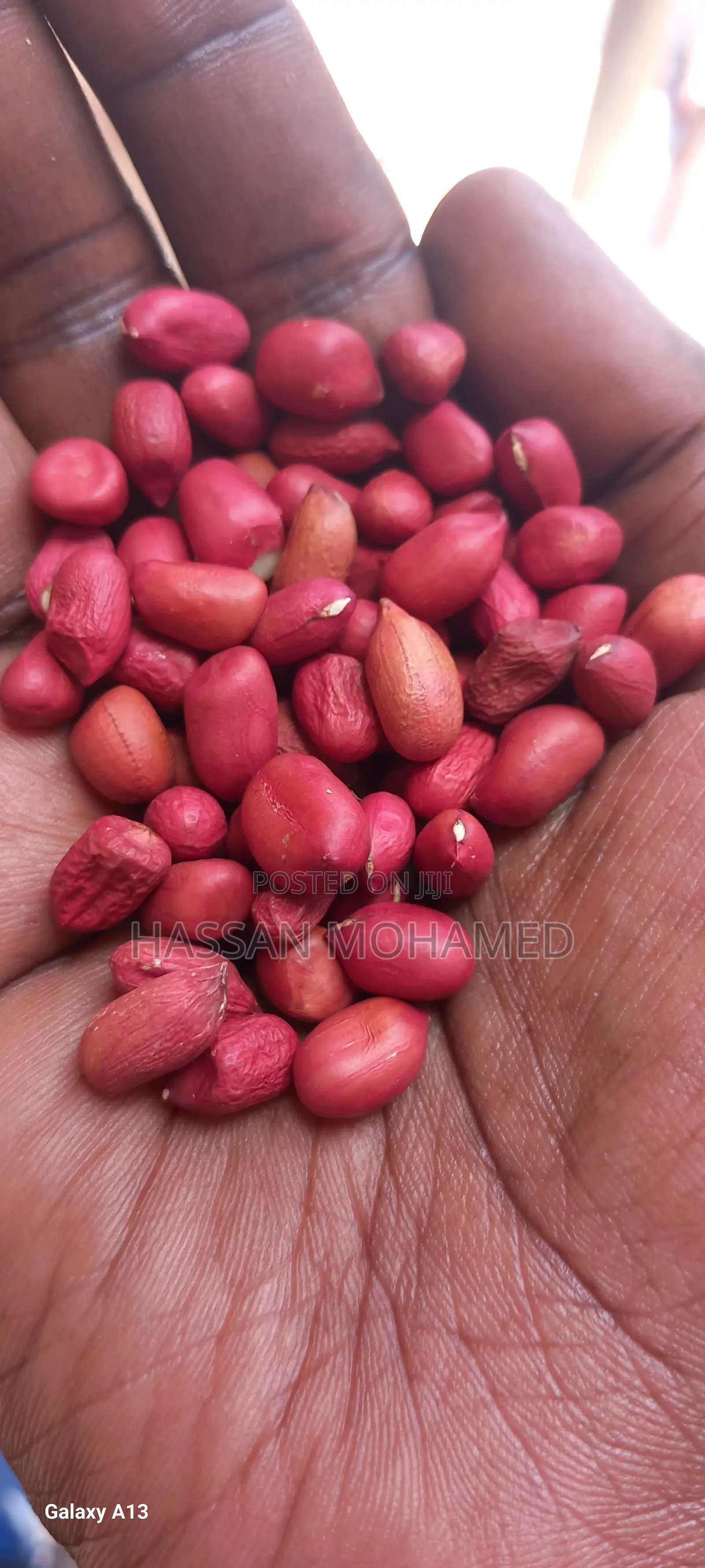 Wholesale Very Clean Sorted Ground Nuts at Good Price