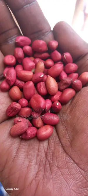 Wholesale Very Clean Sorted Ground Nuts at Good Price