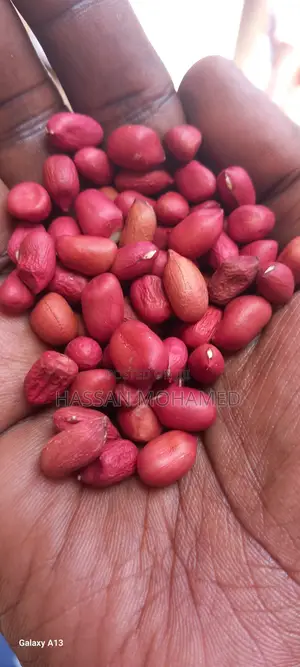 Wholesale Very Clean Sorted Ground Nuts at Good Price