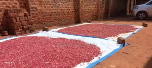 Wholesale Very Clean Sorted Ground Nuts at Good Price