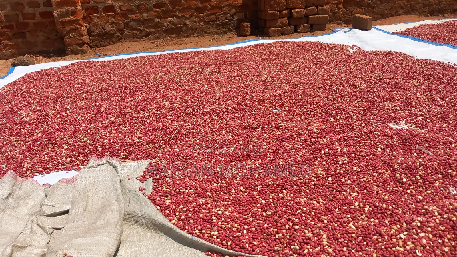 Wholesale Very Clean Sorted Ground Nuts at Good Price