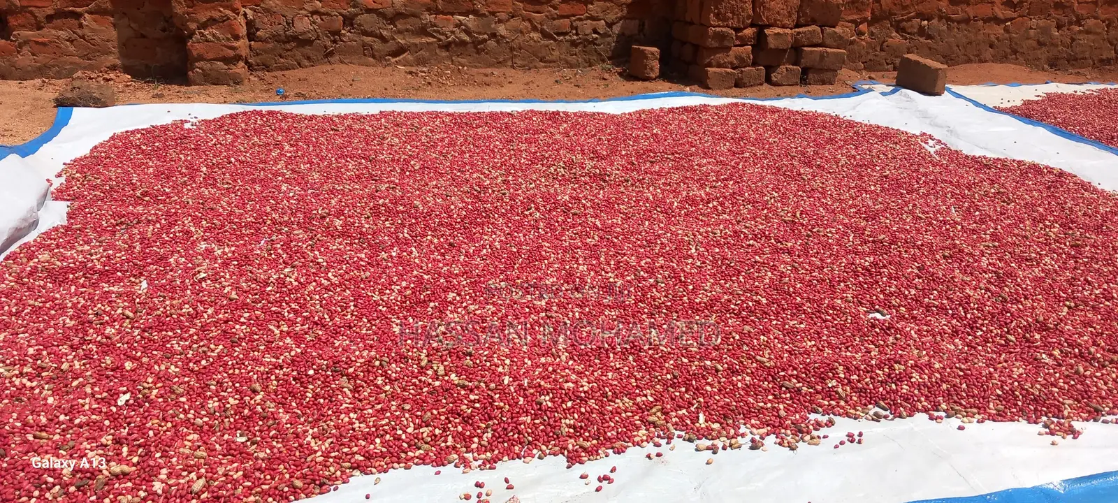 Wholesale Very Clean Sorted Ground Nuts at Good Price