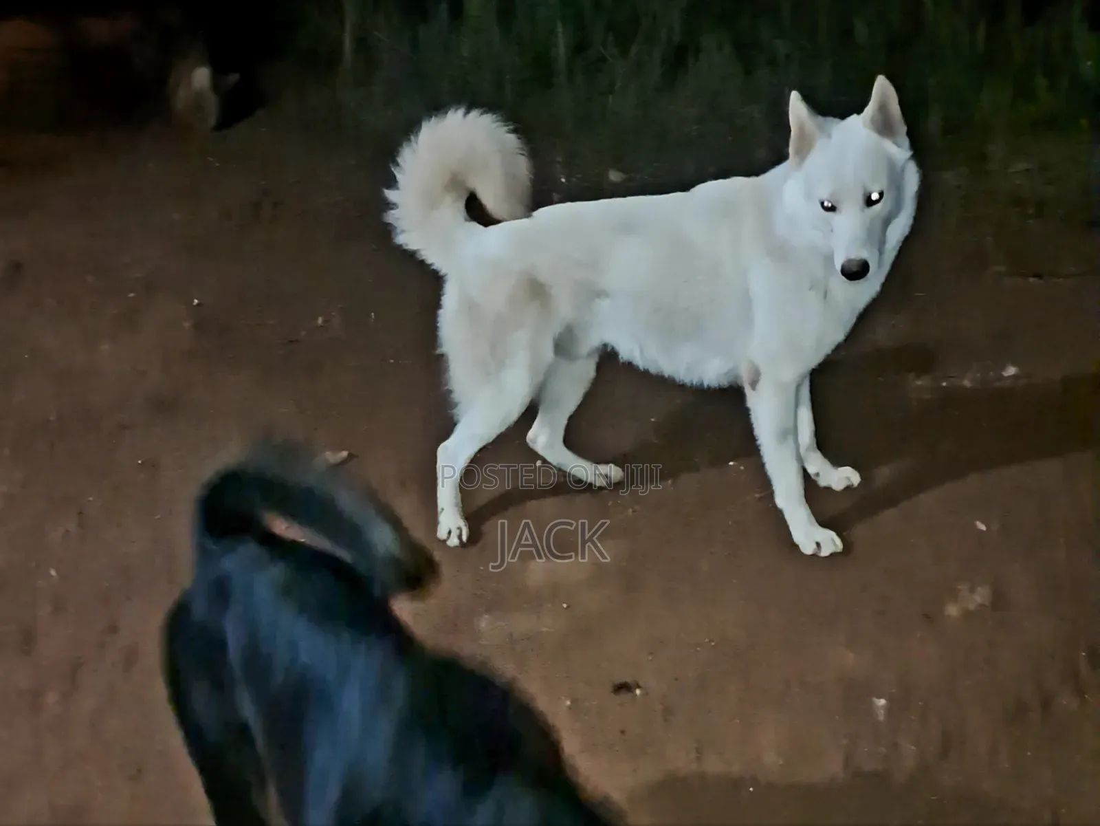 1+ year Male Purebred Siberian Husky